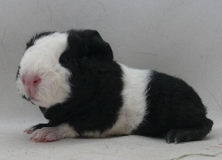 file:///home/bigi/Desktop/cobaya/images/Internetbilder/Olifantr.JPG
