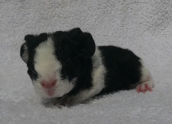 file:///home/bigi/Desktop/cobaya/images/Internetbilder/Olwe.JPG