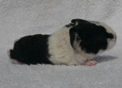 file:///home/bigi/Desktop/cobaya/images/Internetbilder/Olwer.JPG