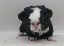 file:///home/bigi/Desktop/cobaya/images/Internetbilder/Orcrist.JPG