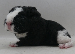 file:///home/bigi/Desktop/cobaya/images/Internetbilder/Orcristl.JPG