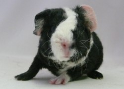 file:///home/bigi/Desktop/cobaya/images/Internetbilder/Ordoreth.JPG
