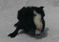 file:///home/bigi/Desktop/cobaya/images/Internetbilder/Ori.JPG