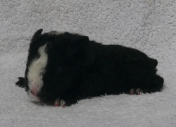 file:///home/bigi/Desktop/cobaya/images/Internetbilder/Oril.JPG