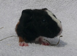 file:///home/bigi/Desktop/cobaya/images/Internetbilder/Orolaire.JPG