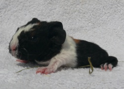 file:///home/bigi/Desktop/cobaya/images/Internetbilder/Orolairel.JPG