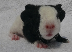 file:///home/bigi/Desktop/cobaya/images/Internetbilder/Otar.JPG