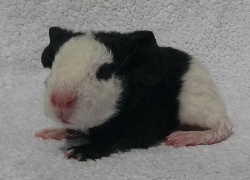 file:///home/bigi/Desktop/cobaya/images/Internetbilder/Otarl.JPG