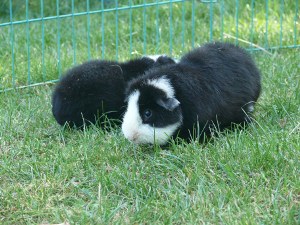 file:///home/bigi/Desktop/cobaya/images/Internetbilder/P1040746.JPG