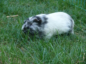 file:///home/bigi/Desktop/cobaya/images/Internetbilder/P1040751.JPG