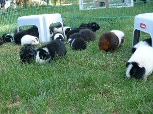 file:///home/bigi/Desktop/cobaya/images/Internetbilder/P1040753.JPG