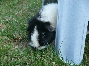 file:///home/bigi/Desktop/cobaya/images/Internetbilder/P1040774.JPG