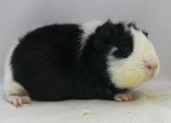 file:///home/bigi/Desktop/cobaya/images/Internetbilder/P1080040.JPG