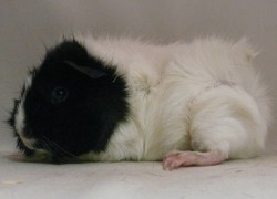 file:///home/bigi/Desktop/cobaya/images/Internetbilder/P1080076.JPG