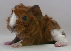 file:///home/bigi/Desktop/cobaya/images/Internetbilder/P1080574.JPG