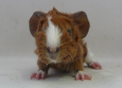 file:///home/bigi/Desktop/cobaya/images/Internetbilder/P1080576.JPG