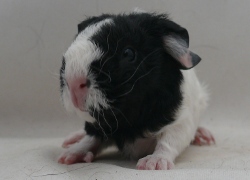 file:///home/bigi/Desktop/cobaya/images/Internetbilder/Pelori.JPG