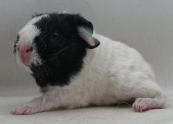 file:///home/bigi/Desktop/cobaya/images/Internetbilder/Peloril.JPG