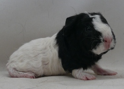 file:///home/bigi/Desktop/cobaya/images/Internetbilder/Pelorir.JPG
