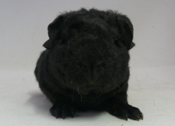 file:///home/bigi/Desktop/cobaya/images/Internetbilder/Peregrin.JPG
