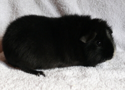 file:///home/bigi/Desktop/cobaya/images/Internetbilder/Pollyr250x180.JPG