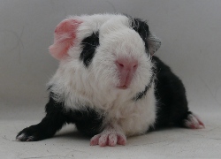 file:///home/bigi/Desktop/cobaya/images/Internetbilder/Ponto.JPG