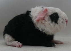 file:///home/bigi/Desktop/cobaya/images/Internetbilder/Pontol.JPG