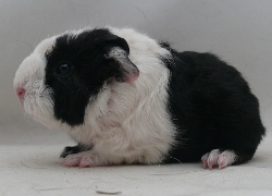 file:///home/bigi/Desktop/cobaya/images/Internetbilder/Pontor.JPG