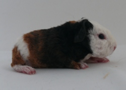 file:///home/bigi/Desktop/cobaya/images/Internetbilder/Priscar.JPG
