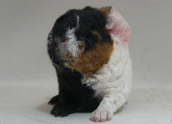 file:///home/bigi/Desktop/cobaya/images/Internetbilder/Quasimodo.JPG
