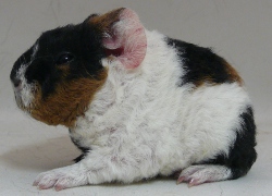 file:///home/bigi/Desktop/cobaya/images/Internetbilder/Quasimodol.JPG