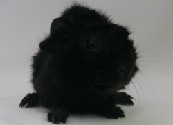 file:///home/bigi/Desktop/cobaya/images/Internetbilder/Quendi.JPG