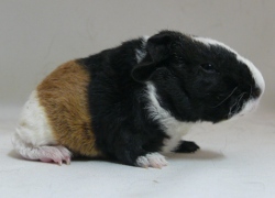 file:///home/bigi/Desktop/cobaya/images/Internetbilder/Qui-Gon%20Jinnr.JPG