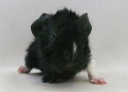 file:///home/bigi/Desktop/cobaya/images/Internetbilder/Rathloriel.JPG