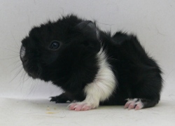 file:///home/bigi/Desktop/cobaya/images/Internetbilder/Rathlorielr.JPG