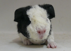 file:///home/bigi/Desktop/cobaya/images/Internetbilder/Rohan.JPG