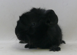 file:///home/bigi/Desktop/cobaya/images/Internetbilder/Romelonde.JPG