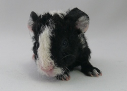 file:///home/bigi/Desktop/cobaya/images/Internetbilder/Rubinia.JPG