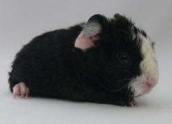 file:///home/bigi/Desktop/cobaya/images/Internetbilder/Rubiniar.JPG
