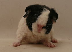 file:///home/bigi/Desktop/cobaya/images/Internetbilder/Saphira.JPG
