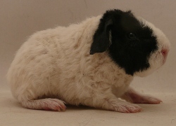 file:///home/bigi/Desktop/cobaya/images/Internetbilder/Saphirar.JPG