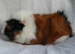 file:///home/bigi/Desktop/cobaya/images/Internetbilder/Shreckl.JPG