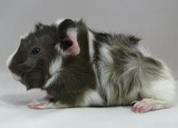 file:///home/bigi/Desktop/cobaya/images/Internetbilder/Silmarill.JPG