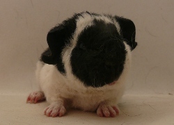 file:///home/bigi/Desktop/cobaya/images/Internetbilder/Sirondil.JPG