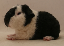 file:///home/bigi/Desktop/cobaya/images/Internetbilder/Sirondill.JPG