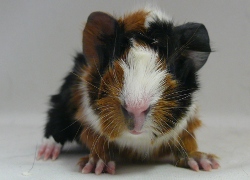 file:///home/bigi/Desktop/cobaya/images/Internetbilder/Sulime.JPG