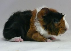 file:///home/bigi/Desktop/cobaya/images/Internetbilder/Sulimer.JPG