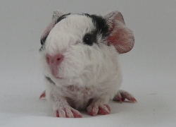 file:///home/bigi/Desktop/cobaya/images/Internetbilder/Taliska.JPG