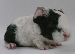 file:///home/bigi/Desktop/cobaya/images/Internetbilder/Taliskar.JPG