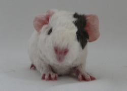 file:///home/bigi/Desktop/cobaya/images/Internetbilder/Tatie.JPG